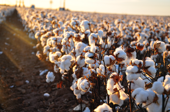 新疆棉纺产业：强化风险管理，积...